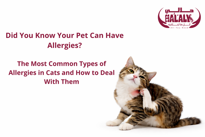 Did You Know Your Pet Can Have Allergies? The Most Common Types of Allergies in Cats and How to Deal With Them